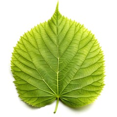 Obraz premium green leaf on a white background