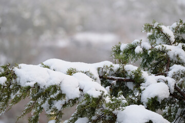 Snow on juniper branch in Texas winter season landscape closeup, cold weather concept with copy...