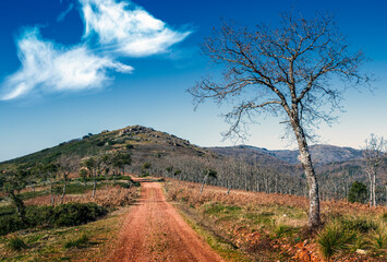Oaks at Retuerta pathway