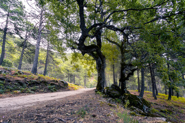 Fototapeta premium Camino en la Garganta de La Graja