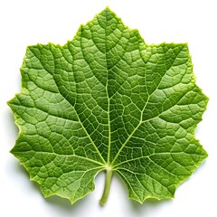 Fototapeta premium green leaf on a white background