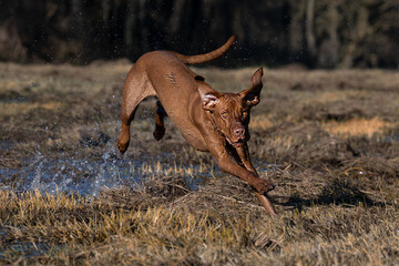 Vizsla im Sprung