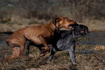 Vizsla und Deutsch Drahthaar