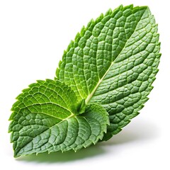 Obraz premium Green Leaf Vector Illustrations on White Background - Minimal and Elegant