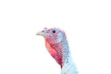 Close-up of white turkey face. funny amusing portrait of turkey. Isolated on white. 
