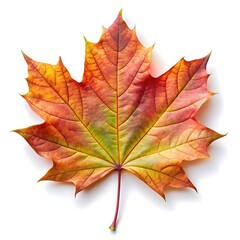 Fototapeta premium green leaf isolated on white backgroun