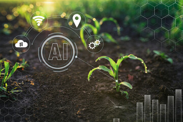Smart farm agriculture AI technology, monitoring corn young sprout on field. Smart Farming and Agriculture Innovation