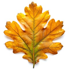 Fototapeta premium Green Leaf Vector Illustrations on White Background - Minimal and Elegant