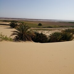 sand dunes and palm trees