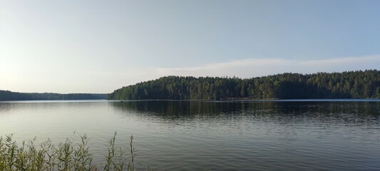 Reed grows in water. Summer evening near a forest lake, reeds on thin long stems and long narrow green leaves grow in the water near the shore. Behind the plants there is a calm surface of the water