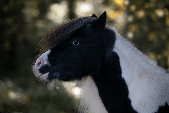 Ponyhengst