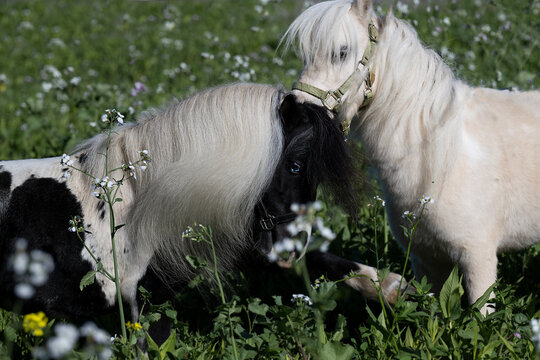 Ponyhengste