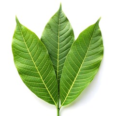 Obraz premium green leaf isolated on white backgroun