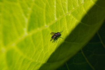 Close-up view of a small insect resting on a vibrant green leaf in a natural setting during the daytime