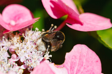 Bumblebee pollinating pink flowers in a vibrant garden during springtime