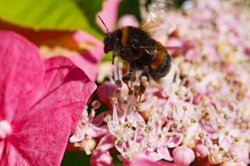 Fototapeta premium Bee collecting pollen from pink flowers in a vibrant garden