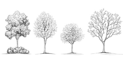 Architectural Drawings, Minimal style cad tree line drawing, Side view, set of graphics trees elements outline symbol for landscape design drawing. PNG illustration transparent background