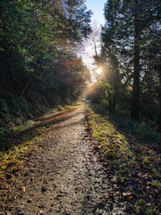 Obraz premium Autumn Sun in a Cornish Woodland Trail.