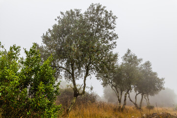Obraz premium A misty landscape with trees shrouded in fog, creating a mysterious and ethereal atmosphere