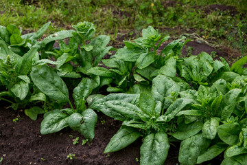 green fresh spinach leaves in the garden