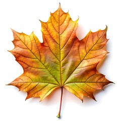 Fototapeta premium Green Leaf Vector Illustrations on White Background - Minimal and Elegant