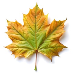 Obraz premium green leaf isolated on white backgroun