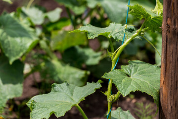the process of growing cucumbers in the garden 