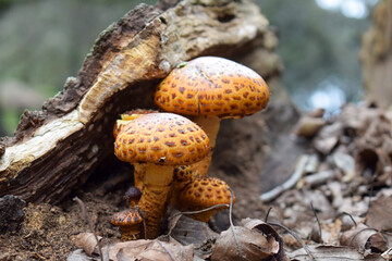 Hongos silvestres de sombrero beige, de textura moteada y forma redondeada. Especie por identificar.