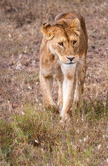 Fototapeta premium A beautiful lioness strides proudly through the savannah.