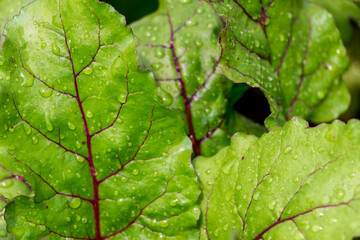 close up texture of green beet leaf with raindrops, natural green background.