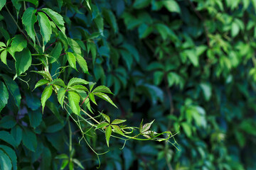 wild grape plant green leaves textured background