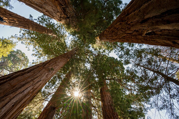 Mammutbäume im Sequoia NP
