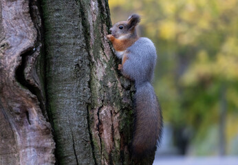 Portrait of a red squirrel in close-up. A red squirrel is sitting on a tree in a park on a sunny day.  The squirrel became alert. Selective focus, blurred background. People take care of animals.