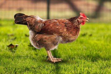 Young brown chicken hen, farmers concept.