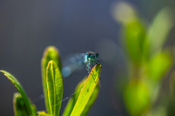 Irish Damselfly Coenagrion lunulatum perching on a leaf.