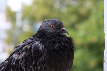 Female Pigeon closeup portrait, pigeon beautiful photography, animal head © human_antithesis