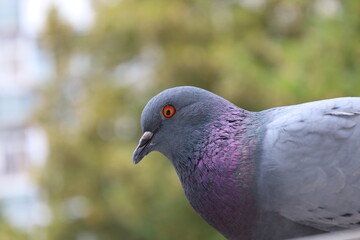 Male Pigeon closeup portrait, grey bird, animal head in close up
