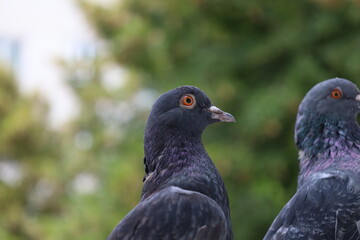 Baby pigeon closeup portrait, grey bird, animal head in close up