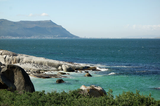 Penguin Habitat by the Coast