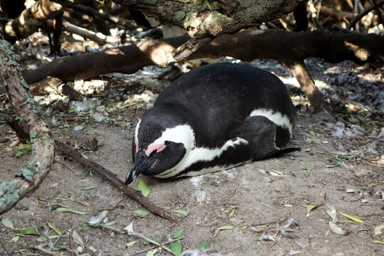 Resting Penguin Close-Up