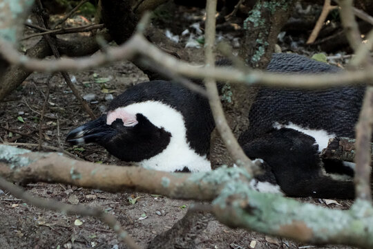 Sleeping Penguin Under Branches