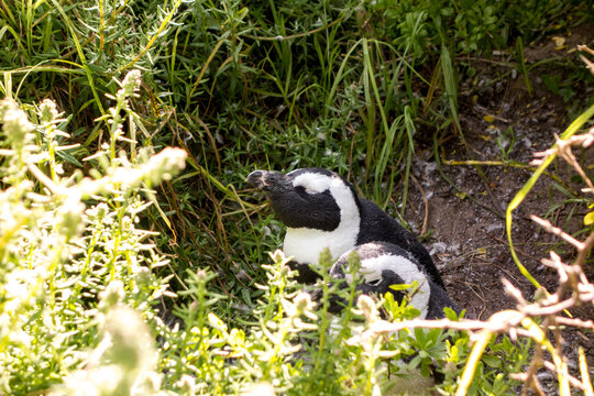 African Penguins Resting