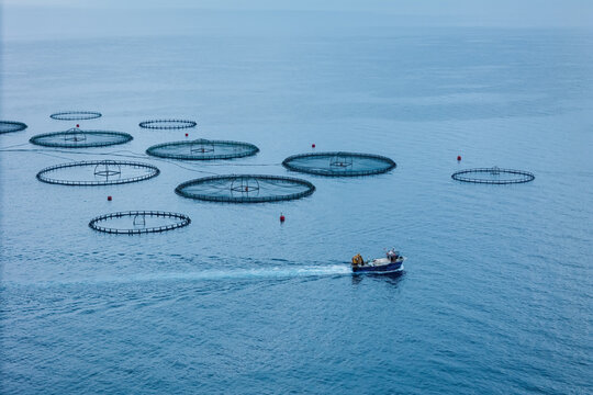 Service feeding ship cruising aquaculture open-net fish farm for produce a sustainable animal protein. Aerial