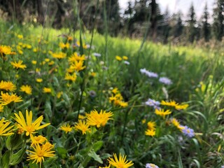 A vibrant meadow bursts to life with yellow and purple wildflowers scattered among lush green grass, offering a peaceful escape into the serene beauty of nature&rsquo;s colorful palette.