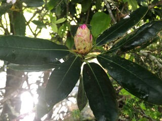 A rhododendron bud begins its journey to bloom, surrounded by glossy green leaves and kissed by...