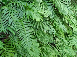 fern leaves