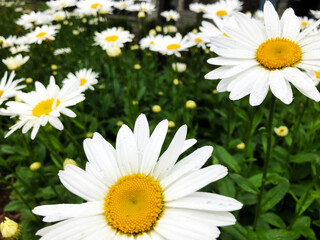 Bright white daisies with golden centers stand proudly among lush green leaves, creating a scene of natural elegance and inviting you to pause and enjoy the beauty of a vibrant garden.