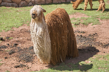 Meet the elegant Suri alpaca.With its silky, flowing fleece and gentle gaze, this Andean beauty is truly one of nature's treasures. A symbol of tradition, resilience, and warmth. Awanacancha Cusco 