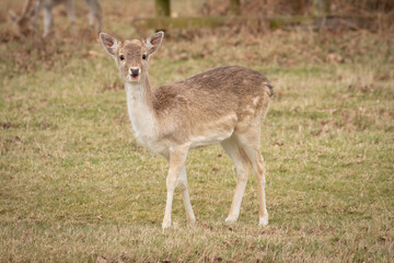 wild deer in the autumn 