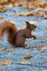 red squirrel in natural habitat. squirrel eating a nut. close up of a squirrel